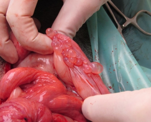 Operace měkké tkáně: ovariální cysty